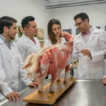 Shortage of Veterinarians in the UK Brexit, food safety, Food Security, labour shortage, Legal, meat, People & Skills, poultry & seafood, regulation, supply chain, Technical, trade, Training & recruitment, UK vet shortage Food and Beverage Business
