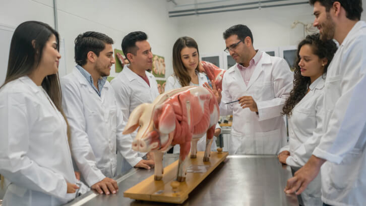 Shortage of Veterinarians in the UK Brexit, food safety, Food Security, labour shortage, Legal, meat, People & Skills, poultry & seafood, regulation, supply chain, Technical, trade, Training & recruitment, UK vet shortage Food and Beverage Business