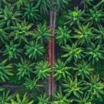 Study finds consumers favor palm oil labeled 'free-from' over 'sustainably produced' business, Fats & oils, free from, Palm oil, RSPO Certified, Sustainability, Transparency and supply chain Food and Beverage Business