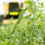 The Process of Growing, Harvesting, and Processing Frozen Peas at Birds Eye alternative proteins, Birds eye, business, Diet and health, digitalisation, food waste, Fruit, Nomad Foods, nut ingredients, Prepared foods, Proteins, Sustainability, Transparency and supply chain, vegetable Food and Beverage Business