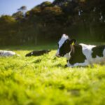 Transitioning towards beef with lower carbon emissions and caffeine-free coffee options Market Trends, NPD Food and Beverage Business