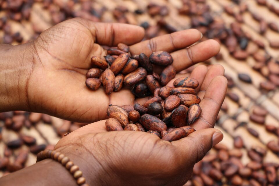Cargill Facing Accusations of Child Labor Practices on Brazilian Cocoa Farms Brazil, Cargill, cocoa, Cocoa & Sugar, Commodities, Regulation & Safety, Sustainability, sustainable sourcing Food and Beverage Business