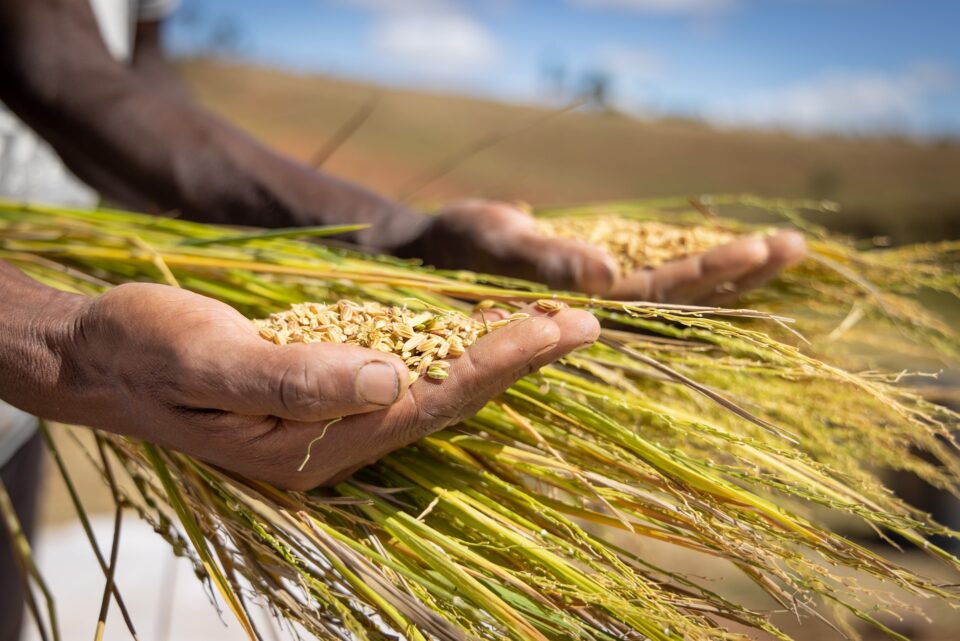 AI to be Utilized by Agrematch and ICL Partnership for Optimizing Agriculture through Biostimulant Search Agriculture, AI, business, Carbohydrates and fibres (sugar, food tech, Innovation and NPD, Mergers and acquisitions, starches), Start-ups and disruptors, Transparency and supply chain Food and Beverage Business