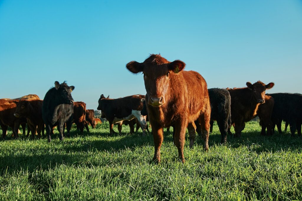 Planning Parasite Control for Dairy Farmers Before Housing beef, cattle, dairy, Industry Voices, parasite Food and Beverage Business