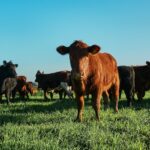 Planning Parasite Control for Dairy Farmers Before Housing beef, cattle, dairy, Industry Voices, parasite Food and Beverage Business