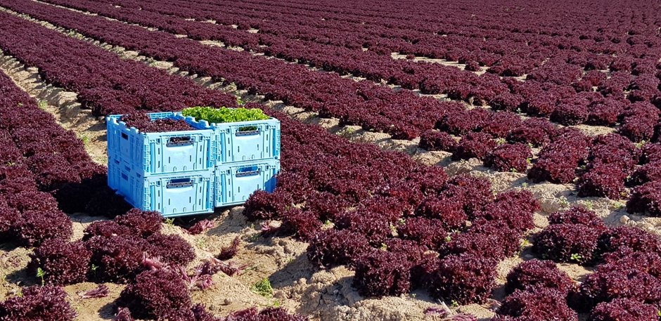 Eisberg and Tosca: Partnering for Sustainable Transport Packaging circular economy, food and drink packaging, food and drink sustainable packaging, Food packaging, plastic packaging", Reusable packaging Food and Beverage Business