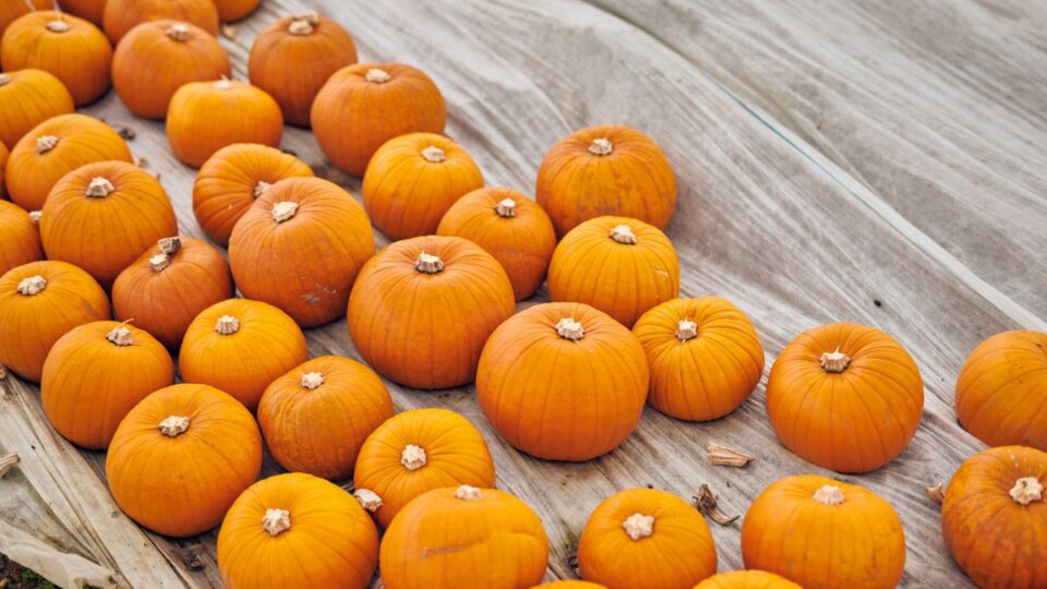 UK's Largest Pumpkin Growers Supply Over 1 Million Pumpkins for Halloween in Just Four Weeks food and drink packaging, food and drink sustainable packaging, Food packaging, Pallets, Returnable Food and Beverage Business