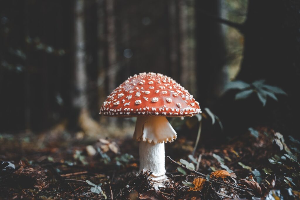 Scottish Scientists Pioneering New Food Source to Combat Carbon Emissions Food and Beverage Business Scottish Scientists Pioneering New Food Source to Combat Carbon Emissions fungi, mushrooms, mycelium, Science Food and Beverage Business