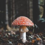 Scottish Scientists Pioneering New Food Source to Combat Carbon Emissions fungi, mushrooms, mycelium, Science Food and Beverage Business waste management