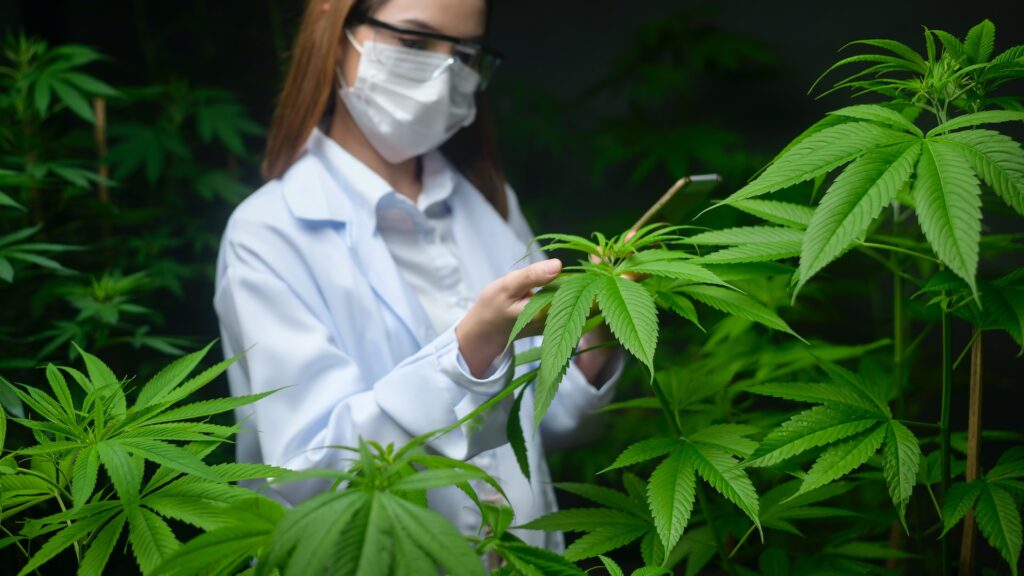 UK Government Accepts Recommended THC Limit, Marking a Landmark Moment for CBD Industry Food and Beverage Business UK Government Accepts Recommended THC Limit, Marking a Landmark Moment for CBD Industry botanicals, Cbd, CBD / Hemp, Cognitive function, Inflammation, Polyphenols, regulation, Regulation & legislation, Regulation & Policy, Supplements Food and Beverage Business