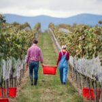 UK government introduces new reforms to the wine industry beer, Brexit, Cider, Regulation & Safety, Sparkling wine, Spirits, UK, wine Food and Beverage Business