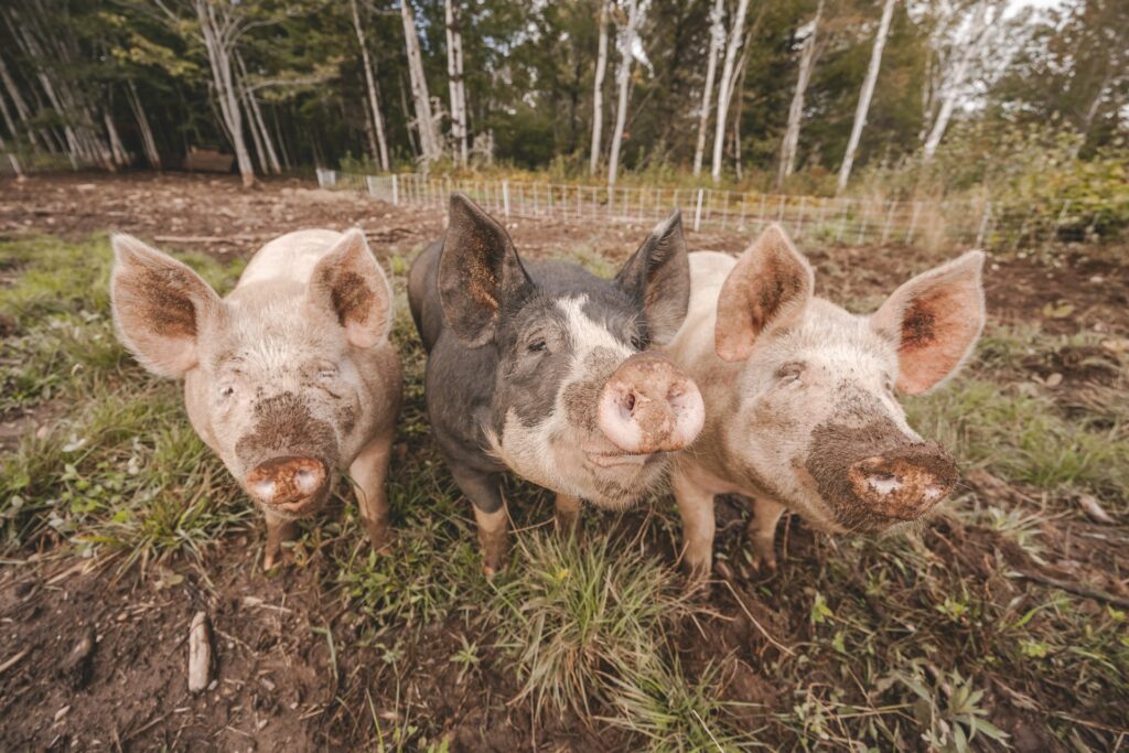 Pigs' Increased Happiness Leads to Heightened Environmental Pressure Environment, Happier pigs, Increase, meat, poultry & seafood, research, strain, supply chain Food and Beverage Business