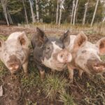 Pigs' Increased Happiness Leads to Heightened Environmental Pressure Environment, Happier pigs, Increase, meat, poultry & seafood, research, strain, supply chain Food and Beverage Business