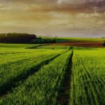 Nature’s Touch acquires SunOpta's frozen fruit assets as the company departs the business Food and Beverage Business