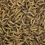 Regulatory changes in the UK under consideration to permit insects as a means of food waste disposal bakery, food safety, food tech, food waste, Insect, meat, Policy, Processing and Packaging, Proteins, Sustainability, Transparency and supply chain Food and Beverage Business