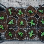 SAI's definition of regenerative agriculture in relation to the Food and Land Use Coalition business, indigenous people, regenerative agriculture, Sustainability, Transparency and supply chain Food and Beverage Business