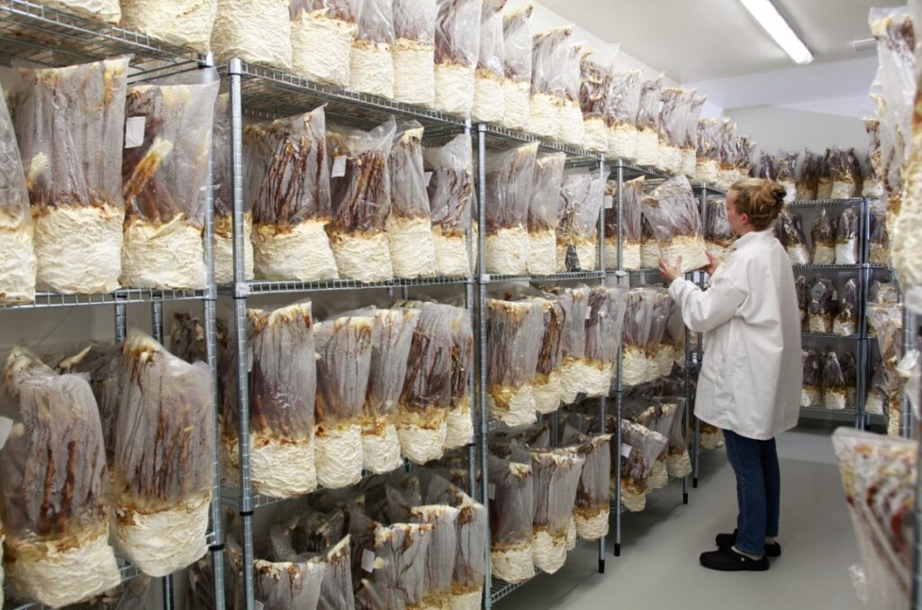 KÄÄPÄ Biotech in €3.5m Expansion to Meet Surging Demand for Mushrooms investment, mushrooms, Supplier, suppliers Food and Beverage Business