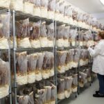 KÄÄPÄ Biotech in €3.5m Expansion to Meet Surging Demand for Mushrooms investment, mushrooms, Supplier, suppliers Food and Beverage Business