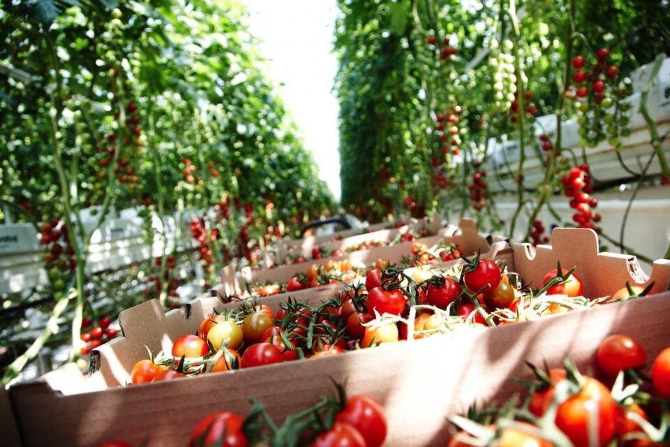 Newtec’s High-Speed Container Filler Enhances Nordic Greens' Product Care and Packaging Quality food and drink packaging, food and drink sustainable packaging, Food packaging, Machinery Food and Beverage Business