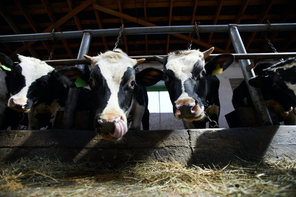 UK Considering Ending Livestock Exports for Slaughter Food and Beverage Business UK Considering Ending Livestock Exports for Slaughter Animal welfare, cattle, dairy, Dairy-based ingredients, fish and savoury ingredients, meat, Policy, Processing and Packaging, Proteins, Sustainability, Transparency and supply chain, UK government Food and Beverage Business