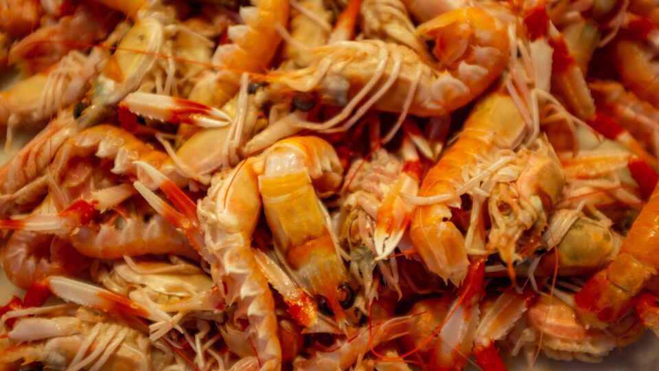 Accusations of "Misleading" Sustainability Claims Made Against UK Scampi Suppliers Environmental Sustainability, ESG, Fish & Seafood Food and Beverage Business