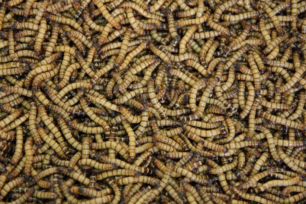 Divaks, an insect producer, selects Bühler for the establishment of an industrial-scale yellow mealworm plant. Bühler, Divaks, industrial-scale, Insect, plant, producer, yellow mealworm Food and Beverage Business