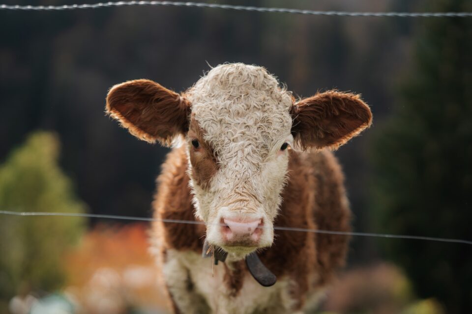 Danone to support the Global Methane Hub in accelerating its emissions reduction efforts through funding Danone Food and Beverage Business