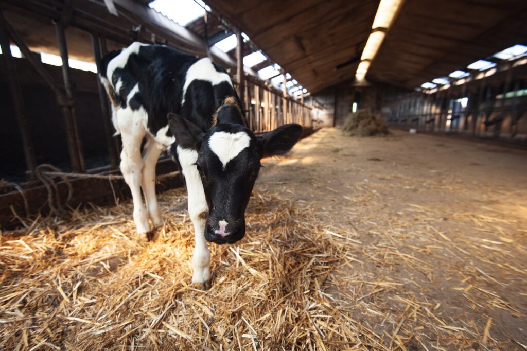 Fonterra unveils new strategy to reduce farm emissions Food and Beverage Business Fonterra unveils new strategy to reduce farm emissions Fonterra Food and Beverage Business
