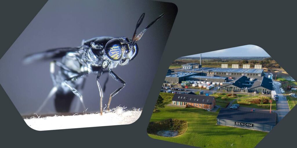 Arla Foods Ingredients and ENORM Collaborate to Utilize Insect Upcycling Potential Arla Foods, Enorm, Ingredients, Insects, Power, Upcycling Food and Beverage Business