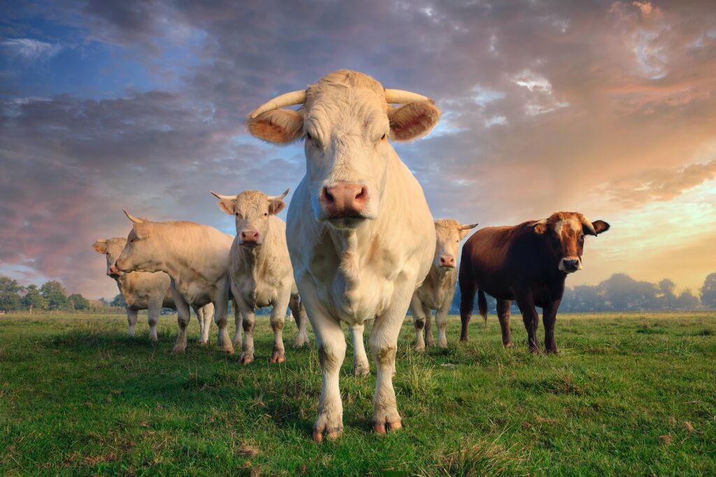 Nestlé to increase sustainability payments to Fonterra farmers Fonterra, Nestlé Food and Beverage Business