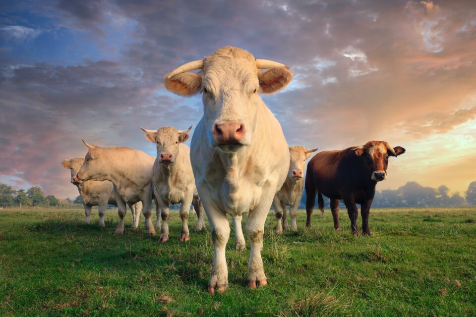 Nestlé to increase sustainability payments to Fonterra farmers Fonterra, Nestlé Food and Beverage Business