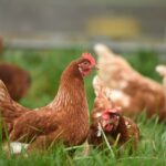 Tasmania's TasFoods strengthens supply chain with acquisition of Redbank Poultry meat Food and Beverage Business