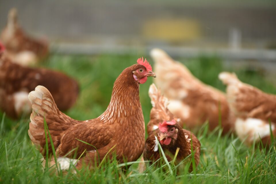 Tasmania's TasFoods strengthens supply chain with acquisition of Redbank Poultry meat Food and Beverage Business