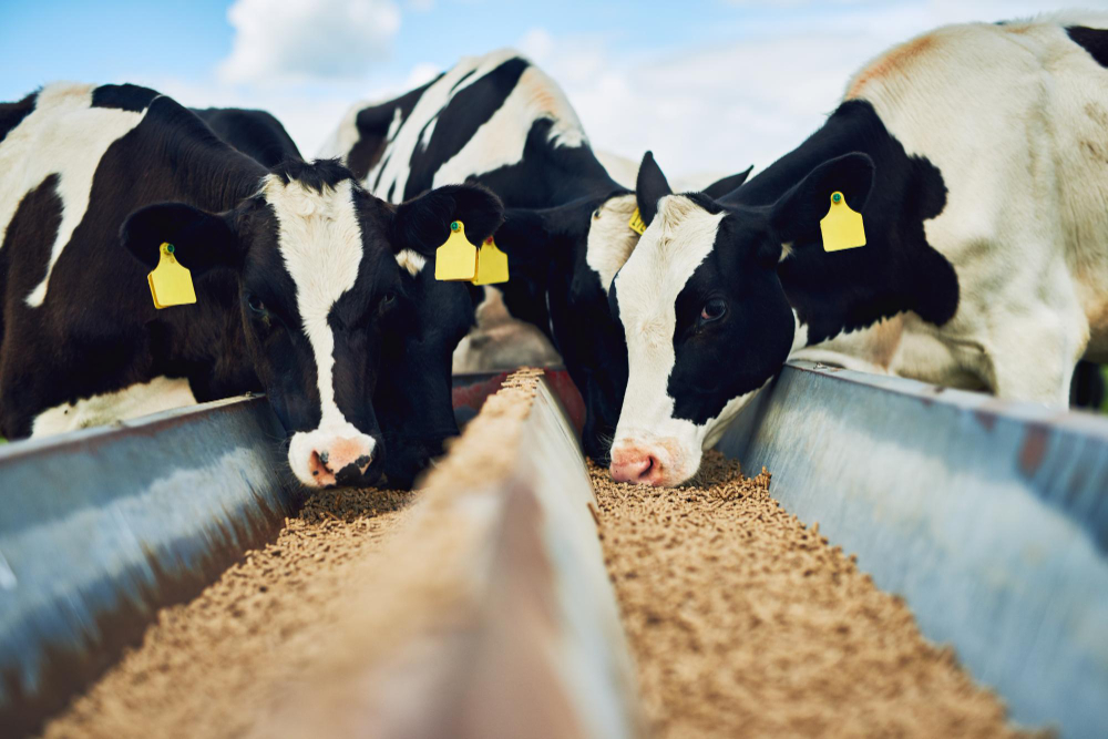 UK regulators give approval to Bovaer, a feed additive that reduces methane. Food and Beverage Business UK regulators give approval to Bovaer, a feed additive that reduces methane. dairy, feed, Fresh Milk, Ingredients, R&D, Sustainability Food and Beverage Business Bovaer