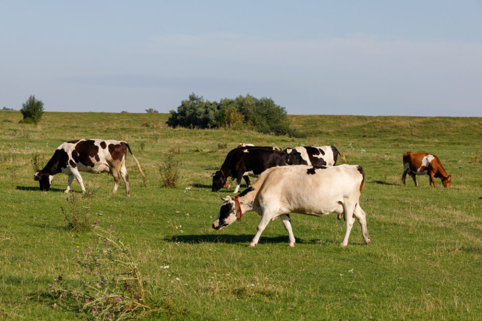 UK beef sales contribute to Irish export success beef, dairy, drinks, export, Irish, meat, poultry & seafood, sales, success., supply chain, UK Food and Beverage Business