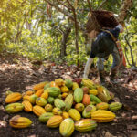 Mondelez Continues Pricing Strategy as Cocoa Inflation Persists Mondelez International Food and Beverage Business