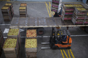 Optimising Pallet and Container Shipping for Cost and Sustainability in Food and Beverage Logistics Food and Beverage Business Pallet and Container Shipping, Container shipping, Sustainability, Cost optimization, Food and beverage logistics, pallet shipping, plastic pallets versus wood pallets food transport, container shipping food and drink logistics, refrigerated containers versus insulated containers, benefits of pallet pooling supply chain, collapsible containers food and beverage, cubiScan dimensioning food transport optimization, nitrogen dosing containers for food shipping, RFID tracking pallets containers supply chain