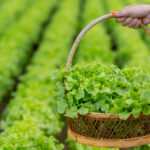 Fresh Del Monte considers strategies for Mann Packaging division Fresh Del Monte Produce Food and Beverage Business