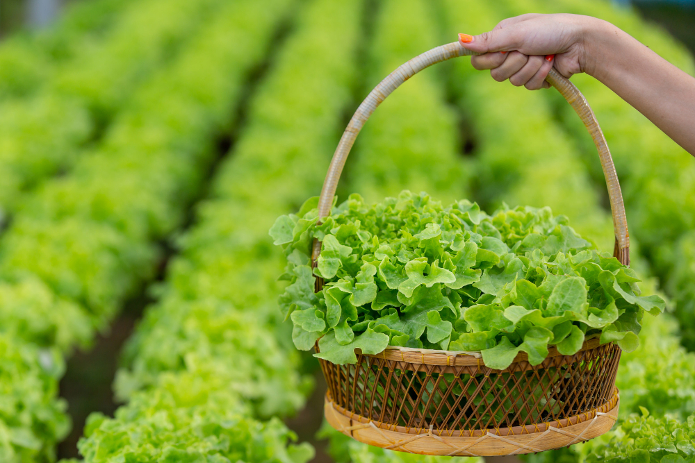Fresh Del Monte considers strategies for Mann Packaging division Food and Beverage Business Fresh Del Monte considers strategies for Mann Packaging division Fresh Del Monte Produce Food and Beverage Business