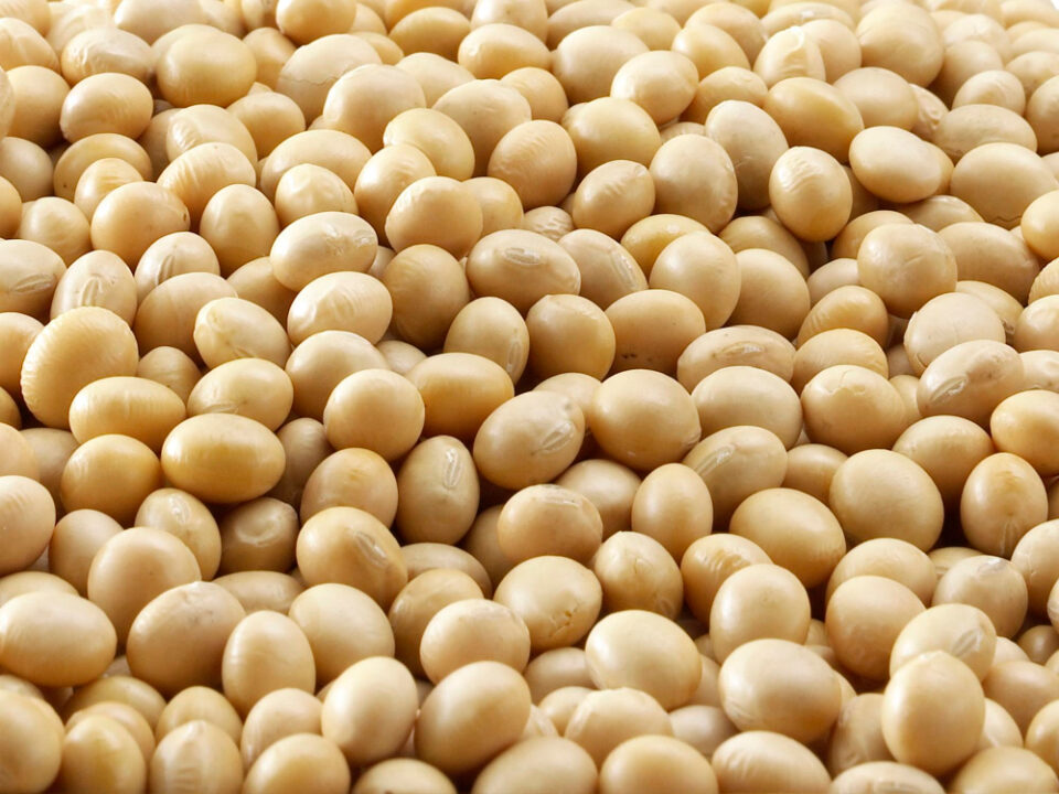 Utilizing plant proteins to lower the expense of plant-based meat business, Cost Food and Beverage Business