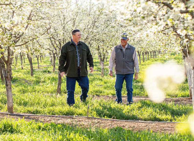 California Prune producers harmonize modern technologies with traditional methods to cultivate their fruit California, fruit production, heritage practices, Prune growers, Technologies Food and Beverage Business