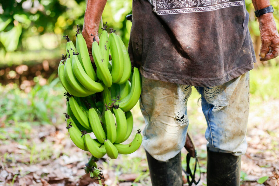 Sainsbury's and Fairtrade ensure banana workers receive a fair living wage banana, business, Carbohydrates and fibres (sugar, Chocolate and confectionery ingredients, Fairtrade, Fruit, Healthy foods, nut ingredients, Processing and Packaging, starches), Sustainability, Transparency and supply chain, vegetable Food and Beverage Business