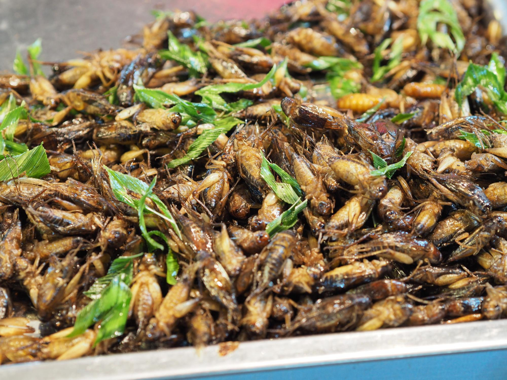 Start-Up Companies Using Insect Protein to Overcome Consumer Doubts alternative protein, alternative proteins, cricket protein, Diet and health, Health and nutritional ingredients, Healthy foods, Insect protein, Insects, Market Trends, Proteins, Start-ups and disruptors, Sustainability, Transparency and supply chain Food and Beverage Business