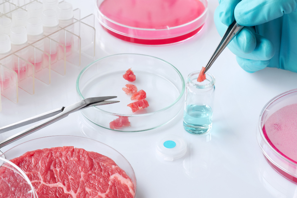 Campden BRI receives a portion of £15.6 million investment for cultivated meat project Campden BRI, Cultivated meat, Emerging Science & Tech, investment fund, meat, poultry & seafood, project, Technical Food and Beverage Business Campden BRI