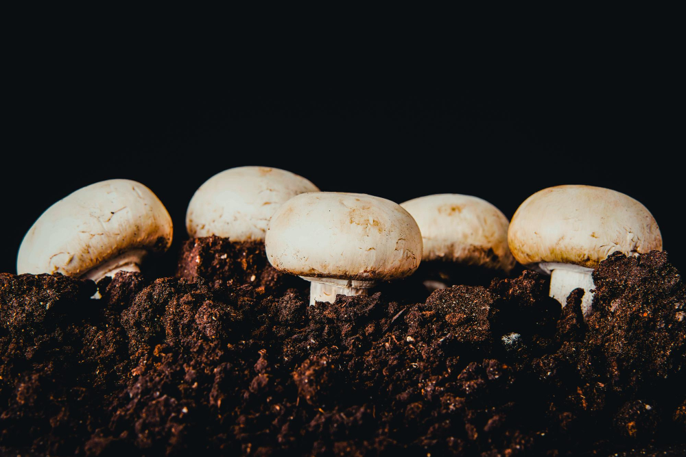 South Mill Champs partners with a new venture to expand mushroom production Food and Beverage Business South Mill Champs partners with a new venture to expand mushroom production Fresh produce, Refrigerated Food and Beverage Business South Mill Champs