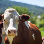 Lawsuit against JBS for Greenwashing serves as a warning for Food & Beverage companies Environment, F&B firms, Greenwashing, JBS, meat, poultry & seafood, Suit, Sustainability, wake up call Food and Beverage Business