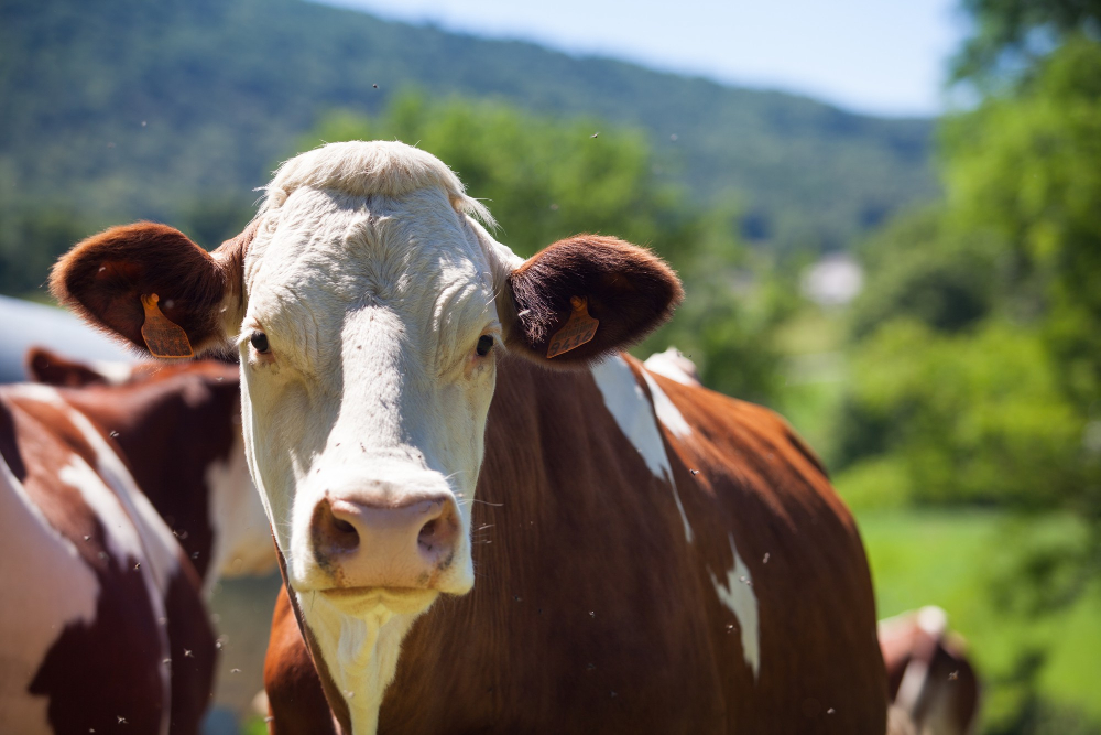 Lawsuit against JBS for Greenwashing serves as a warning for Food & Beverage companies Environment, F&B firms, Greenwashing, JBS, meat, poultry & seafood, Suit, Sustainability, wake up call Food and Beverage Business