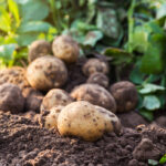 Unpredictable climate affects potato production Agriculture, Carbohydrates and fibres (sugar, climate change, Food Safety & Quality, Food Security, Fruit, nut ingredients, Potato, regenerative agriculture, starches), Sustainability, Transparency and supply chain, vegetable Food and Beverage Business Algas,Plukon