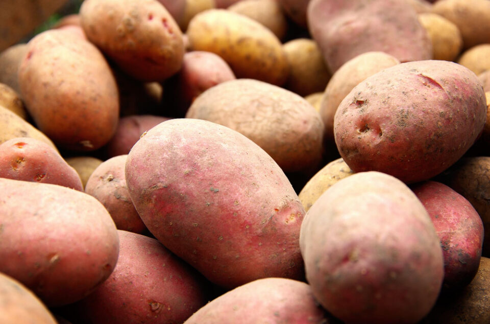 Exploring Plant-Based Alternatives with Royal Cosun's Potatoes and Sugar Beet business, dairy alternatives, plant-based, Potato, Sugar beet Food and Beverage Business