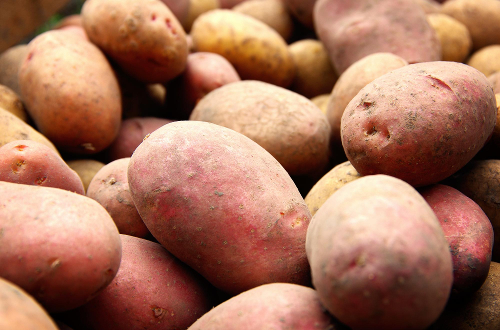 Exploring Plant-Based Alternatives with Royal Cosun's Potatoes and Sugar Beet Food and Beverage Business Exploring Plant-Based Alternatives with Royal Cosun's Potatoes and Sugar Beet business, dairy alternatives, plant-based, Potato, Sugar beet Food and Beverage Business
